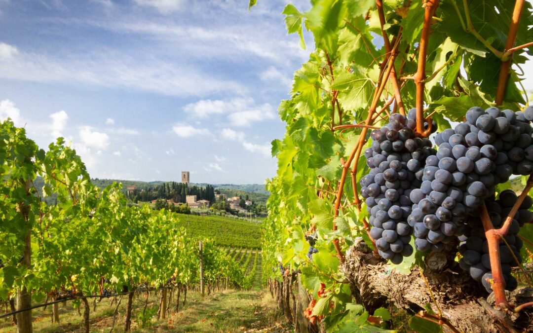 Vigneto, così il gemello digitale migliora i trattamenti fitosanitari. Il progetto iVine su Agronotizie