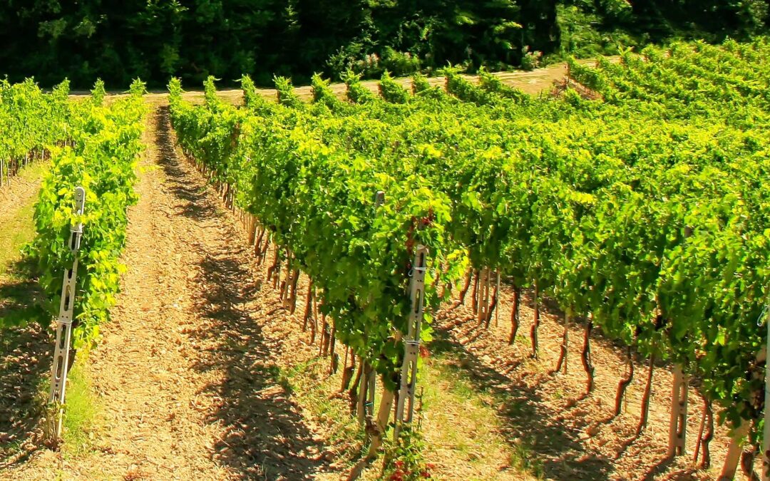 Difesa del vigneto, meno sprechi e più sostenibilità con iAgro. Il progetto iVine su Agronotizie